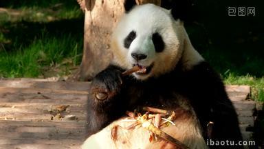 熊猫成都巨大的罕见的